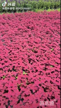高度20厘米彩叶草