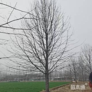 娜塔栎