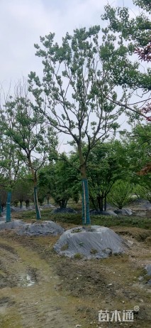 16公分(1杆)丛生乌桕