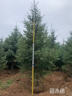 高度300厘米云杉