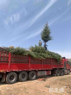 高度160厘米云杉