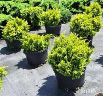 高度30厘米桧柏