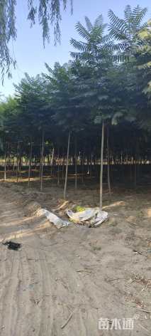 12公分冬火炬树