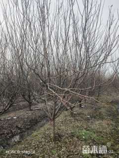 高度3.5厘米李子树