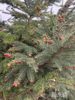 高度250厘米云杉