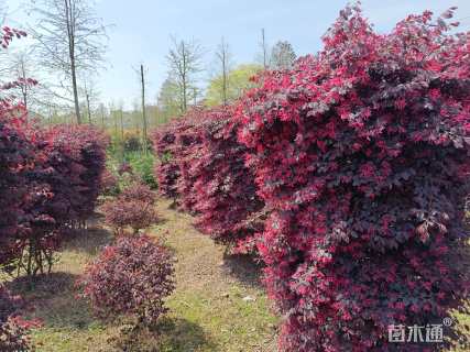 高度160厘米红花继木柱