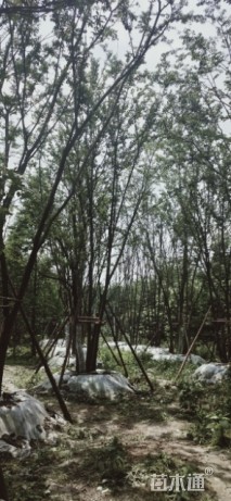 多杆朴树
