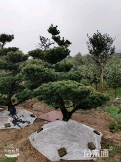 13公分造型五针松