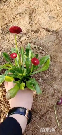 高度15厘米雏菊