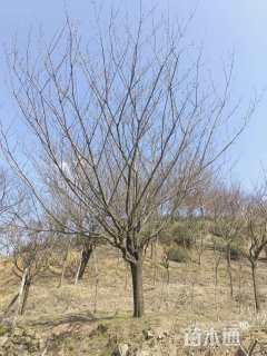 19公分日本晚樱