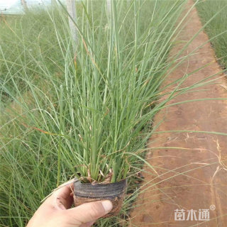 高度40厘米细叶芒