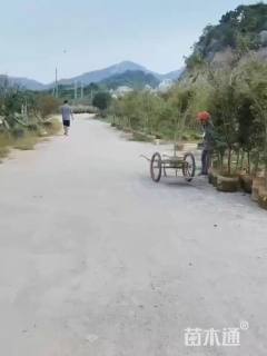 1公分碧桃