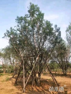 高度800厘米丛生元宝枫