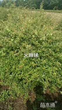 冠幅130厘米火棘球