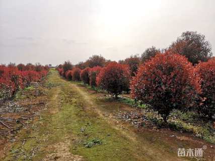 冠幅1800厘米红叶石楠球