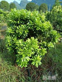 高度500厘米五彩桂花