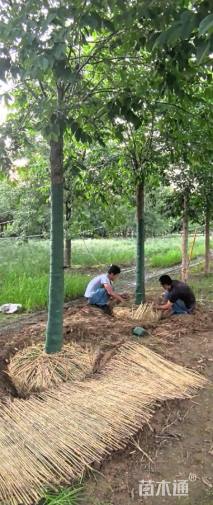 13公分秋紫白蜡