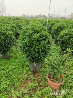 高度100厘米非洲茉莉