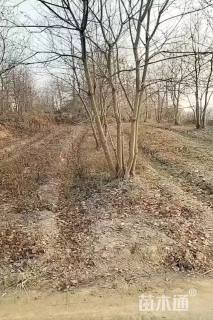 40公分(4杆)丛生乌桕