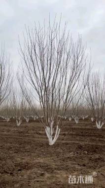 高度300厘米丛生白蜡