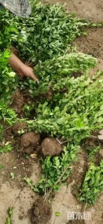 高度50厘米卫矛