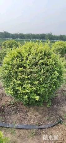 冠幅250厘米金叶女贞球