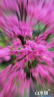 30公分澳洲火焰木