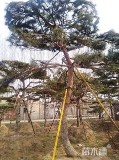 30公分松树