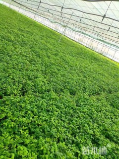 高度40厘米火焰南天竹