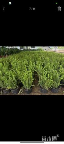 高度30厘米肾蕨