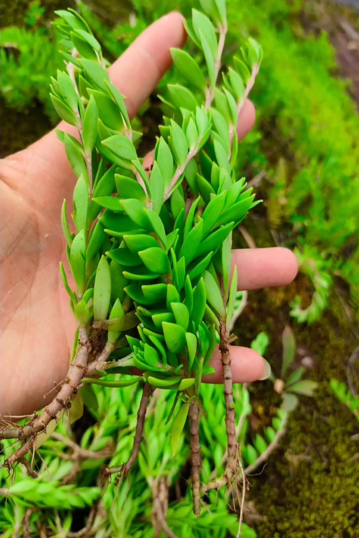 高度10厘米垂盆草