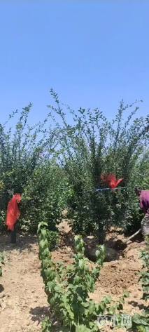 10公分垂丝海棠