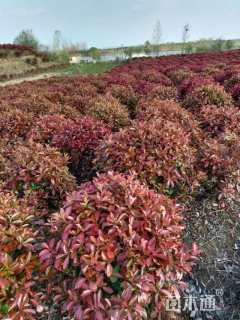 冠幅80厘米红叶石楠球