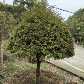 13公分红豆杉