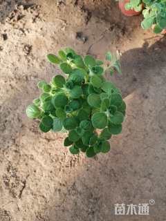 高度20厘米碰碰香