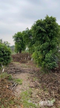 50公分小叶榕