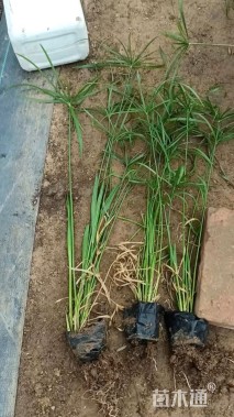 高度60厘米风车草
