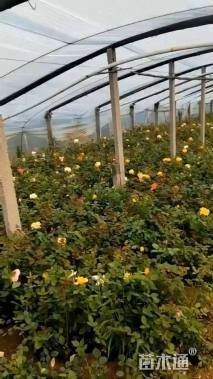 高度40厘米大花月季