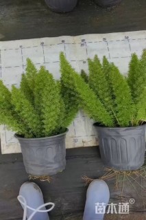 高度30厘米狐尾天门冬