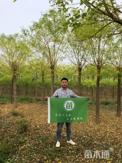 10公分黄金槐