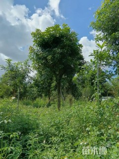 10公分大腹木棉