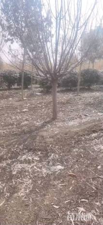 10公分绚丽海棠