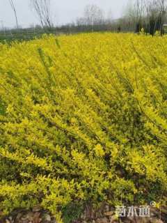 高度50厘米金叶连翘