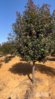 12公分红叶石楠