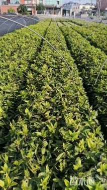 高度30厘米洒金珊瑚