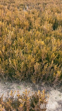 高度70厘米朝鲜黄杨