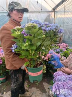 高度60厘米绣球