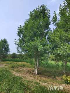 高度800厘米(5杆)丛生白蜡