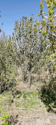 13公分八棱海棠