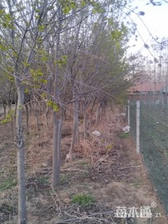 10公分暴马丁香